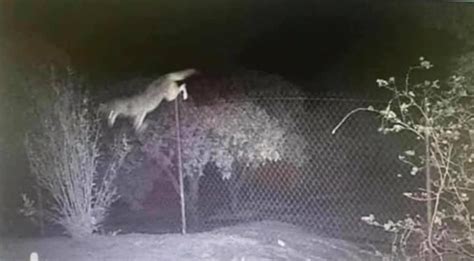 coyote jumps fence and attacks
